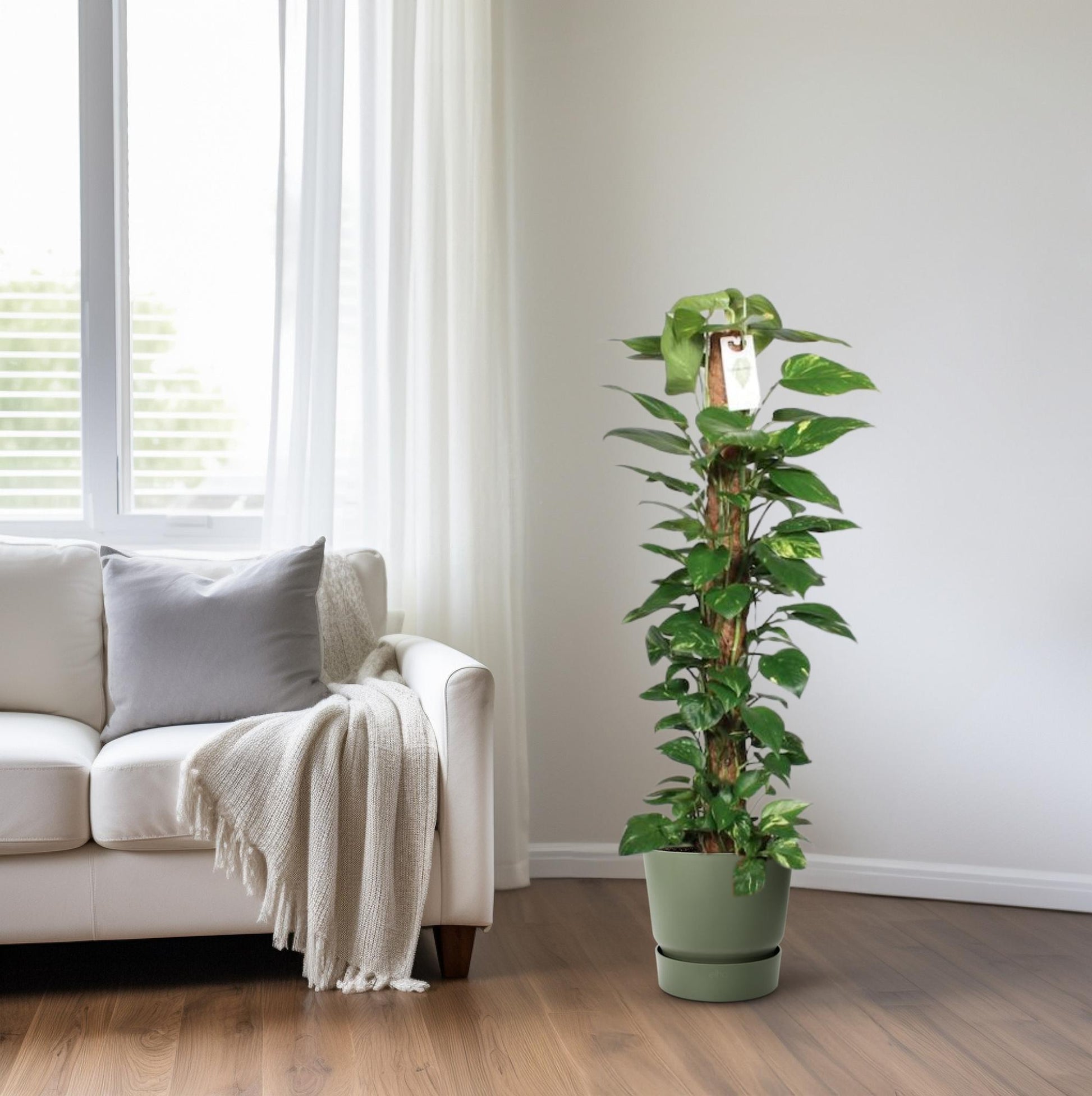 Epipremnum aureum of drakenklimop is een bloemplant in de aronskelkfamilie. De plant komt oorspronkelijk uit Moorea in Frans-Polynesië