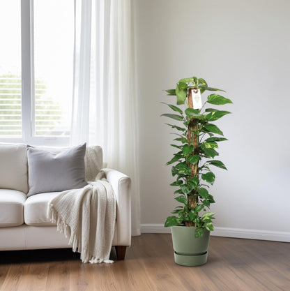 Epipremnum aureum of drakenklimop is een bloemplant in de aronskelkfamilie. De plant komt oorspronkelijk uit Moorea in Frans-Polynesië