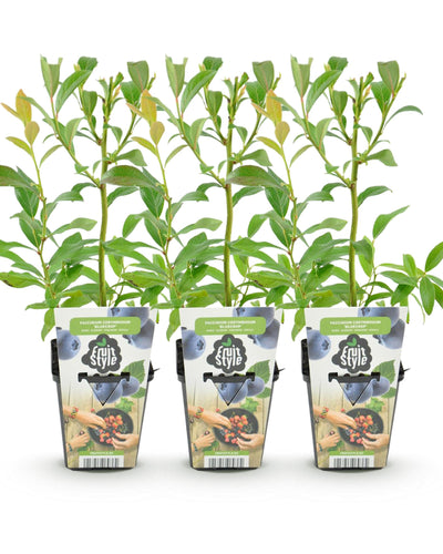 Bluegold blauwe bes met rijke oogst voor tuin en balkon

Als je wilt, kan ik ook een mini-onderscheidende zin toevoegen per cultivar (Northland, Goldtraube, Bluegold) zodat Google én klanten het verschil meteen zien.