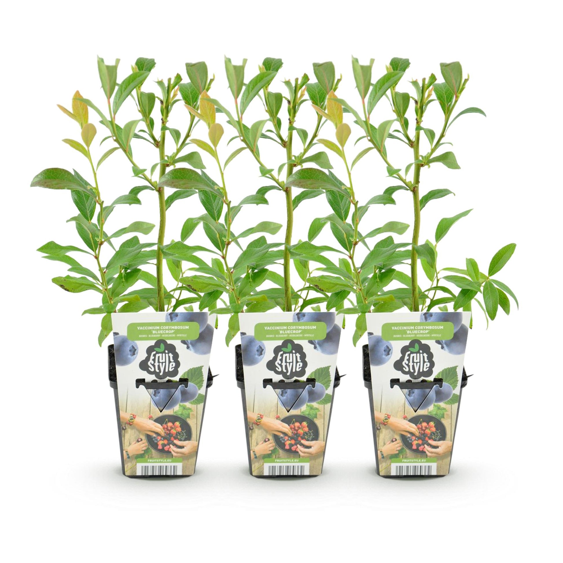 Bluegold blauwe bes met rijke oogst voor tuin en balkon

Als je wilt, kan ik ook een mini-onderscheidende zin toevoegen per cultivar (Northland, Goldtraube, Bluegold) zodat Google én klanten het verschil meteen zien.