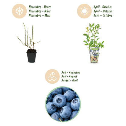 3 x Fruitplanten Blauwe Bes Vaccinium corymbossum Bluegold | Bio fruit