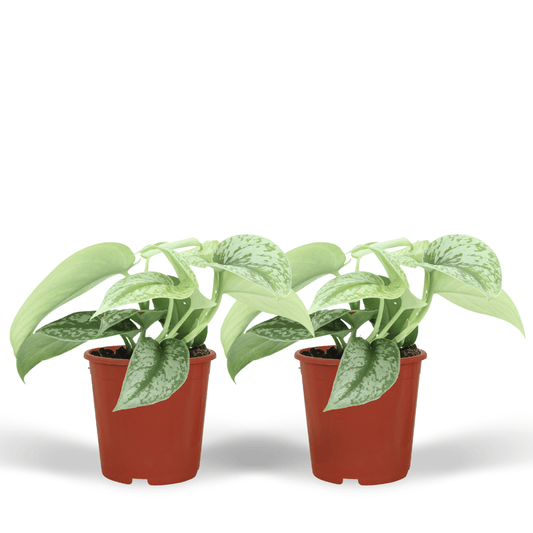 Scindapsus Pictus Trebie Epipremnum, hang- of klimplant in Ø12 cm pot