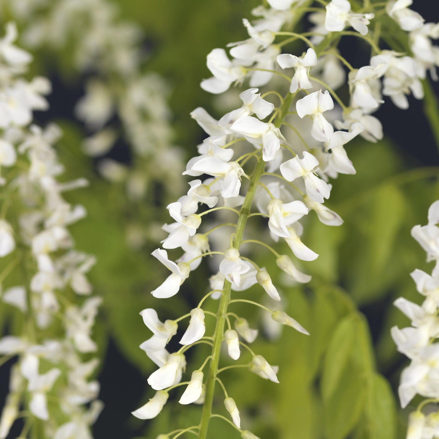 Blauwe regen - Wisteria floribunda Alba - Bloem Wit  - Pot 11cm Hoogte 40cm
