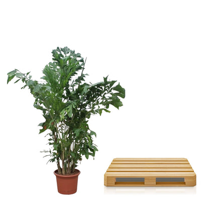ropische palm Caryota Mitis 220 cm – grote blikvanger voor woonkamer of kantoor