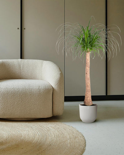 Beaucarnea kamerplant met dikke stam en hangend blad