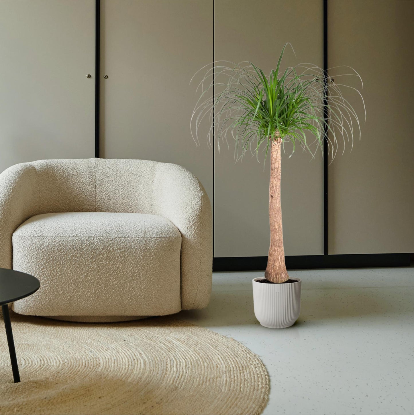 Beaucarnea kamerplant met dikke stam en hangend blad