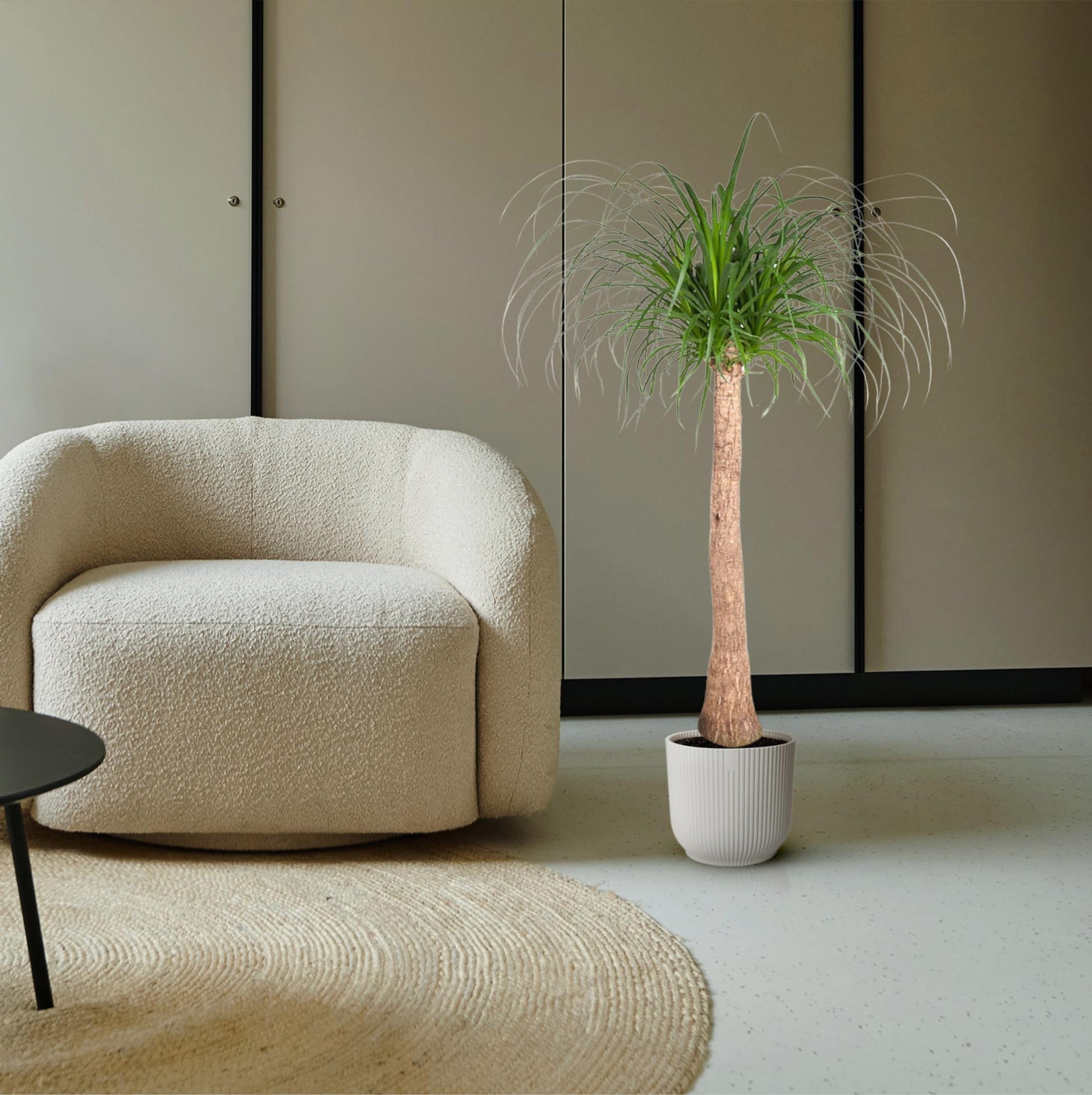 Beaucarnea kamerplant met dikke stam en hangend blad