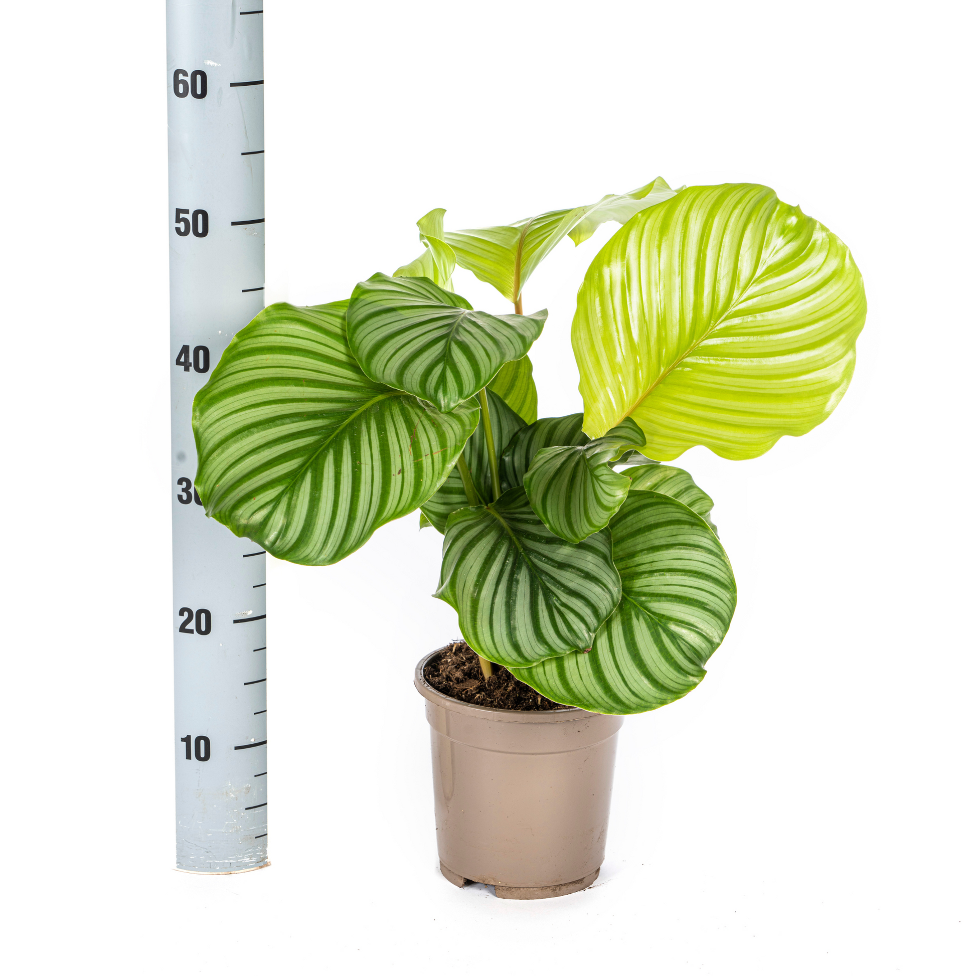 Goeppertia orbifolia is een bloeiende plant uit de familie Marantaceae. Deze gebedsplant is soms ook bekend onder het synoniem Calathea orbifolia. De plant is endemisch in Brazilië en is een typische soort uit het Atlantische Woud.