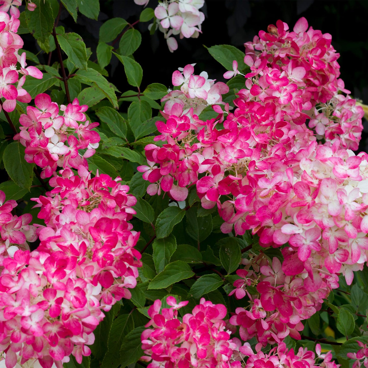 Hortensia paniculata Pink Diamond 3 plantes, grandes fleurs en panicules blanches virant au rose, arbuste ornemental à feuilles caduques pour massif et jardin