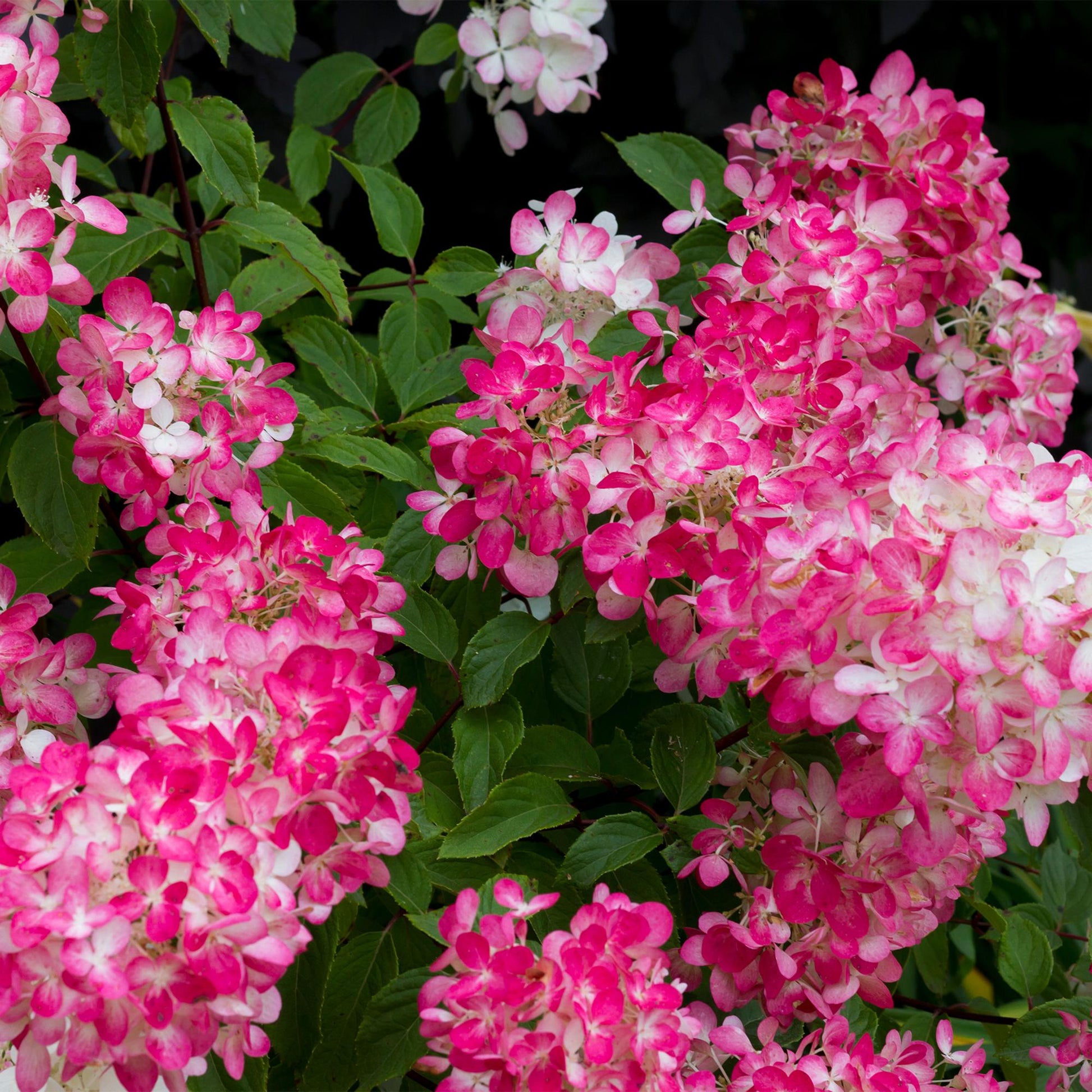 Hortensia paniculata Pink Diamond 3 plantes, grandes fleurs en panicules blanches virant au rose, arbuste ornemental à feuilles caduques pour massif et jardin