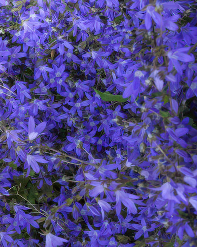 Campanula poscharskyana ‘Stella’ – laagblijvende vaste plant met blauwe bloemen, ideaal als bodembedekker of borderplant – Plant To Day