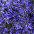 Campanula poscharskyana ‘Stella’ – laagblijvende vaste plant met blauwe bloemen, ideaal als bodembedekker of borderplant – Plant To Day