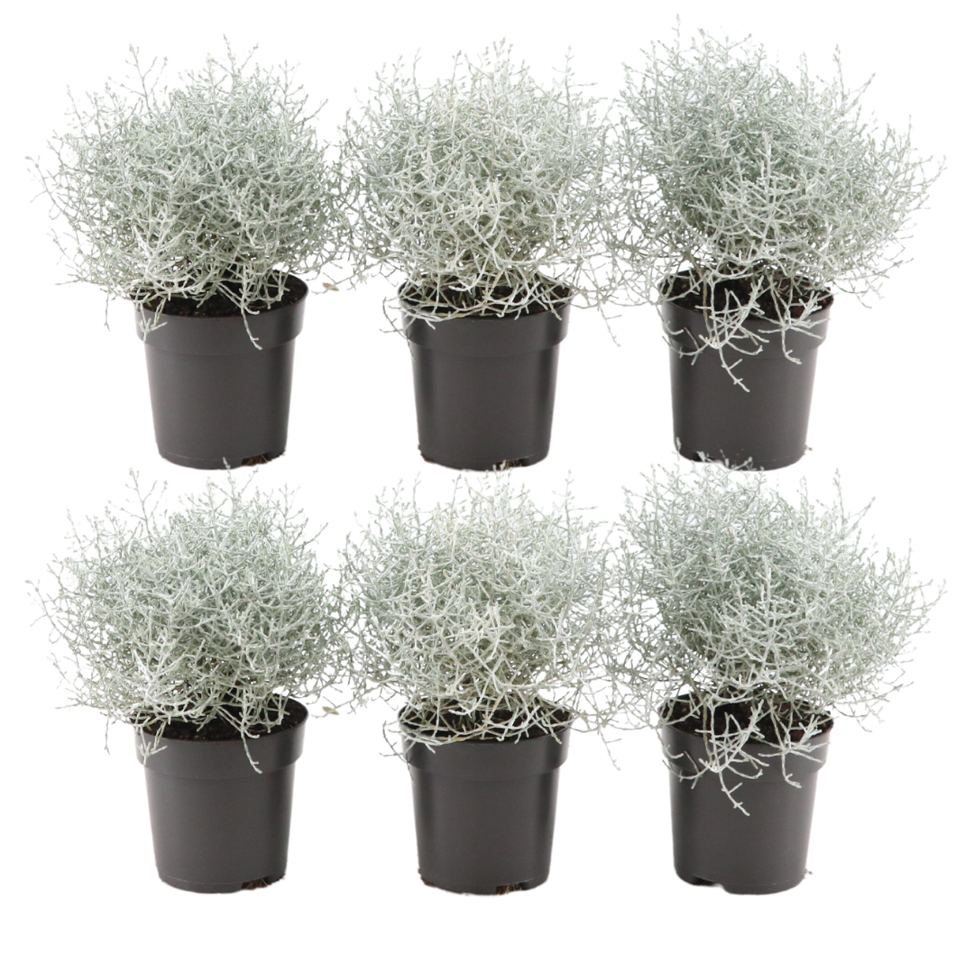 Set van 6 Calocephalus (zilverstruikjes) met zilvergrijze vertakkingen – winterharde tuinplanten in pot Ø10 cm, ca. 15–20 cm hoog.”