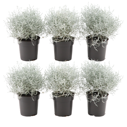Set van 6 Calocephalus (zilverstruikjes) met zilvergrijze vertakkingen – winterharde tuinplanten in pot Ø10 cm, ca. 15–20 cm hoog.”