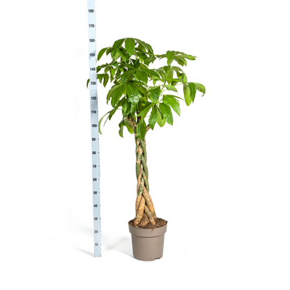 Pachira Aquatica | Kamerplant | Waterpalm