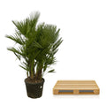 Chamaerops Humilis Multi Stam | Binnen en Buiten | Europese Dwergpalm | XXL - Planttoday