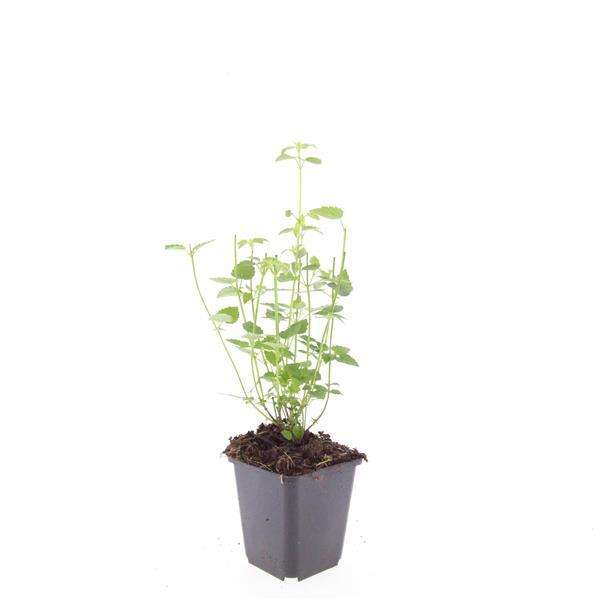 Agastache 'Black Adder' is een sierlijke vaste plant die bekendstaat om haar aromatische geur. Bij aanraking verspreidt het grijsgroene blad een typische anijs- of dropgeur.