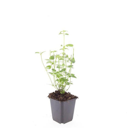 Agastache 'Black Adder' is een sierlijke vaste plant die bekendstaat om haar aromatische geur. Bij aanraking verspreidt het grijsgroene blad een typische anijs- of dropgeur.