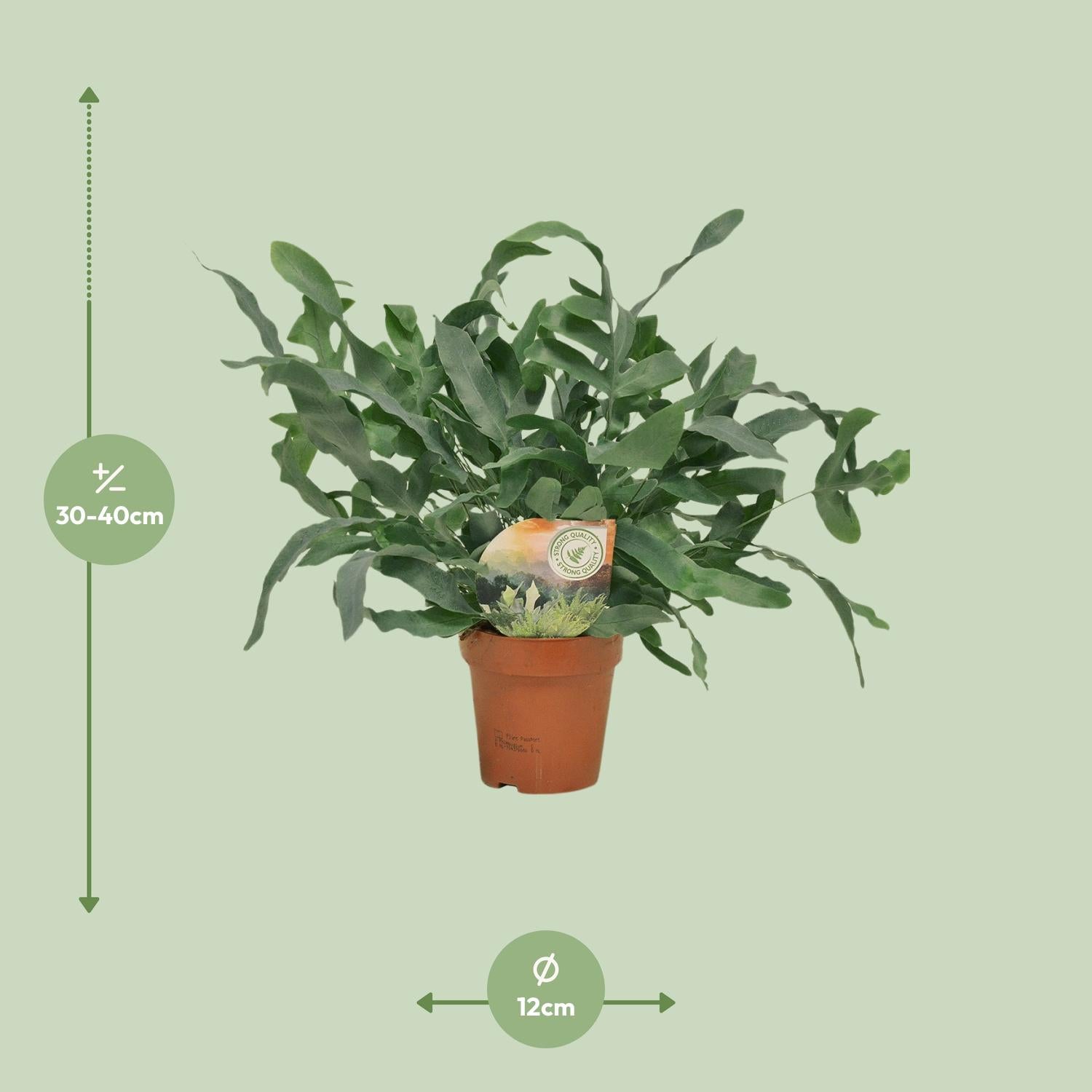 Exotische kamerplant Phlebodium Blue Star in pot, ideale decoratieve varen voor woonkamer of kantoor