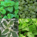 8 x Border Package Outdoor Plant | Tea Herbs
