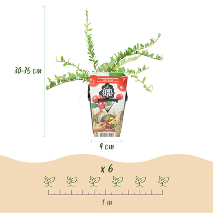 Vaccinium macrophylla Early Black – blauwe bes fruitplant – 3 stuks in pot 9 cm – winterhard, geschikt voor tuin, border en balkon, met donkerrode bessen. Heerlijk