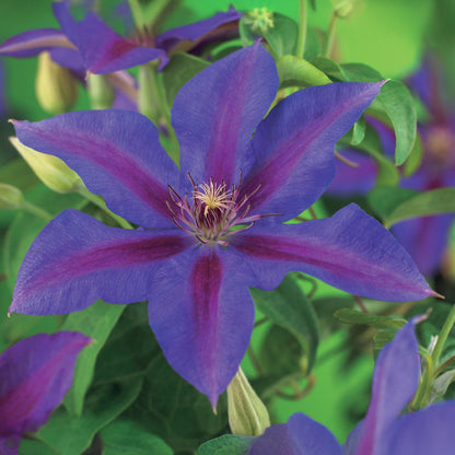 Roze bloeiende clematis klimplant voor pergola en schutting