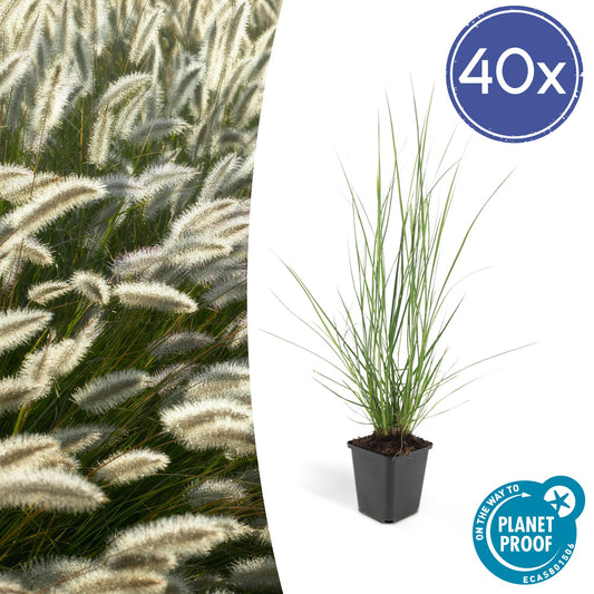 Pennisetum alopecuroides 'Hameln' Buitenplant | Siergras