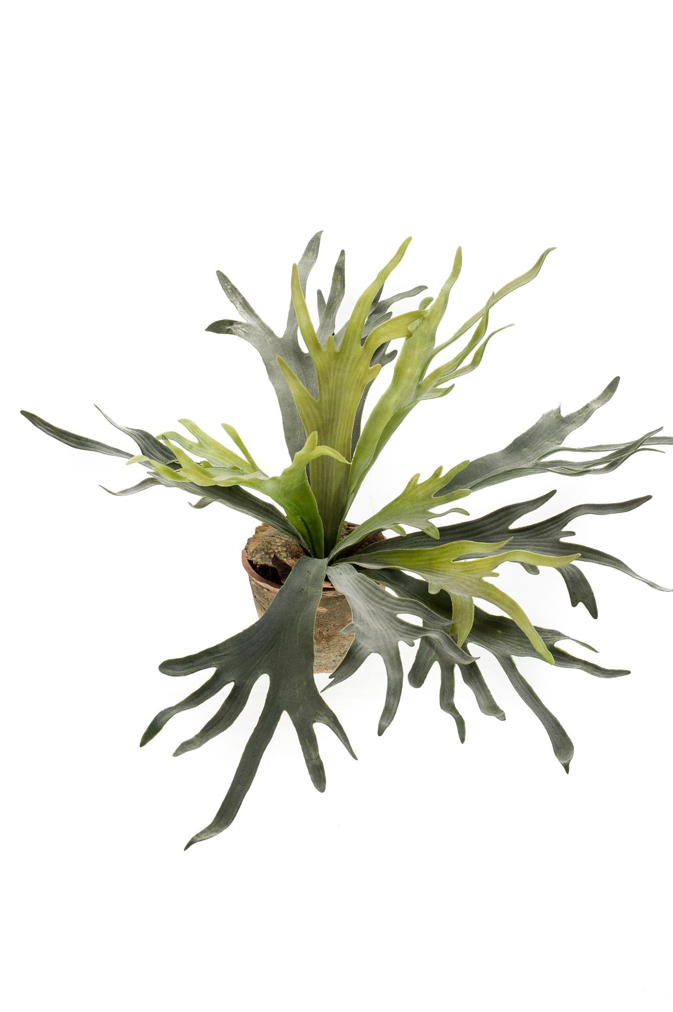 Kunstplant Staghorn Fern 50 cm met geweivormige bladeren, onderhoudsvrije tropische varen voor binnen