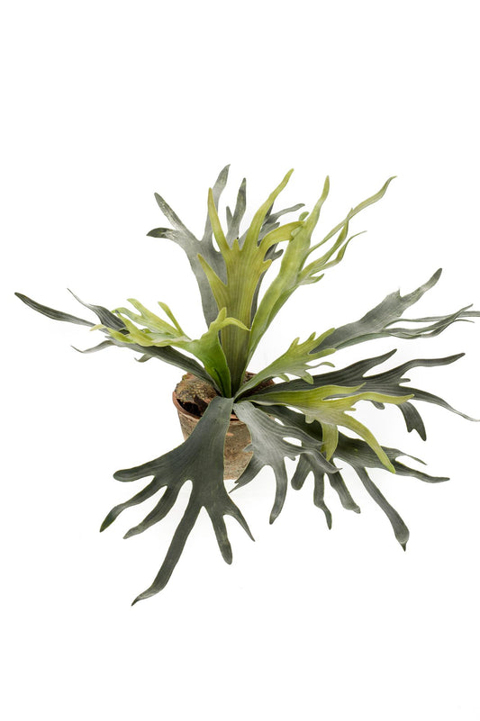 Kunstplant Staghorn Fern 50 cm met geweivormige bladeren, onderhoudsvrije tropische varen voor binnen