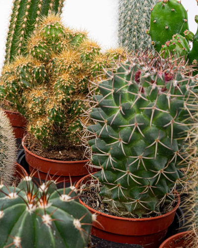 12 x Cactus diverse soorten en maten