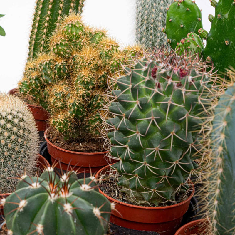 12 x Cactus diverse soorten en maten