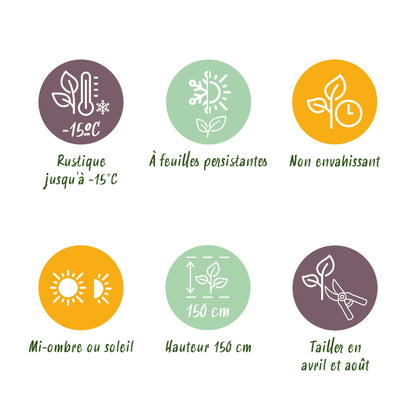 8 x Haagplanten | Photinia Little Red Robin | Blad Rood