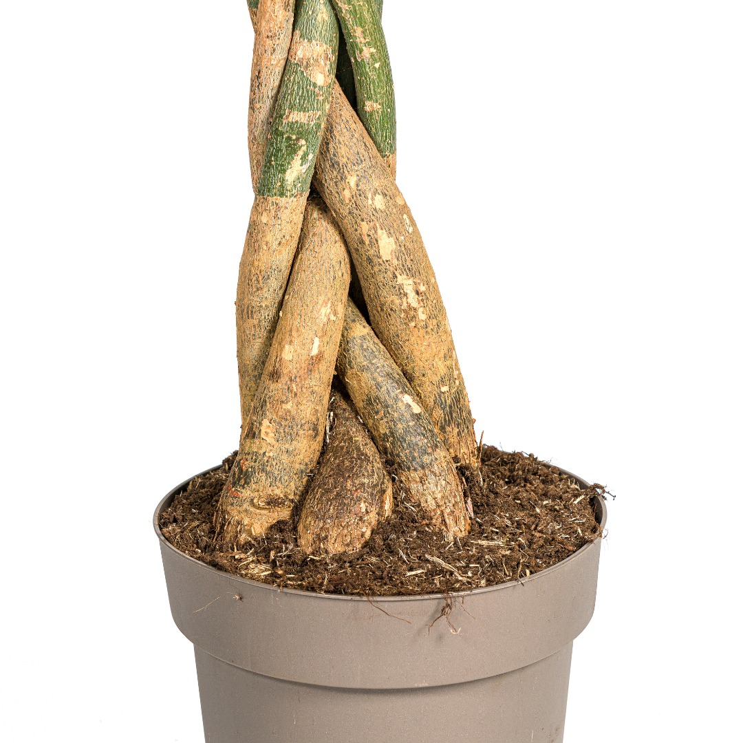 Pachira Aquatica | Kamerplant | Waterpalm