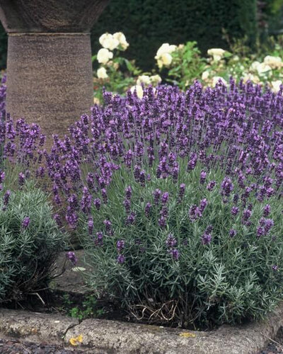 Lavandula ang. 'Dwarf Blue' | Tuinplant - Planttoday