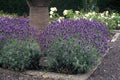 Lavandula ang. 'Dwarf Blue' | Tuinplant - Planttoday