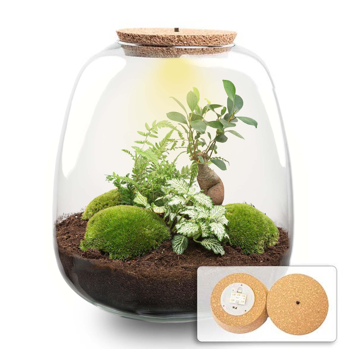 DIY plantenterrarium Emma met Bonsai en LED-kurk