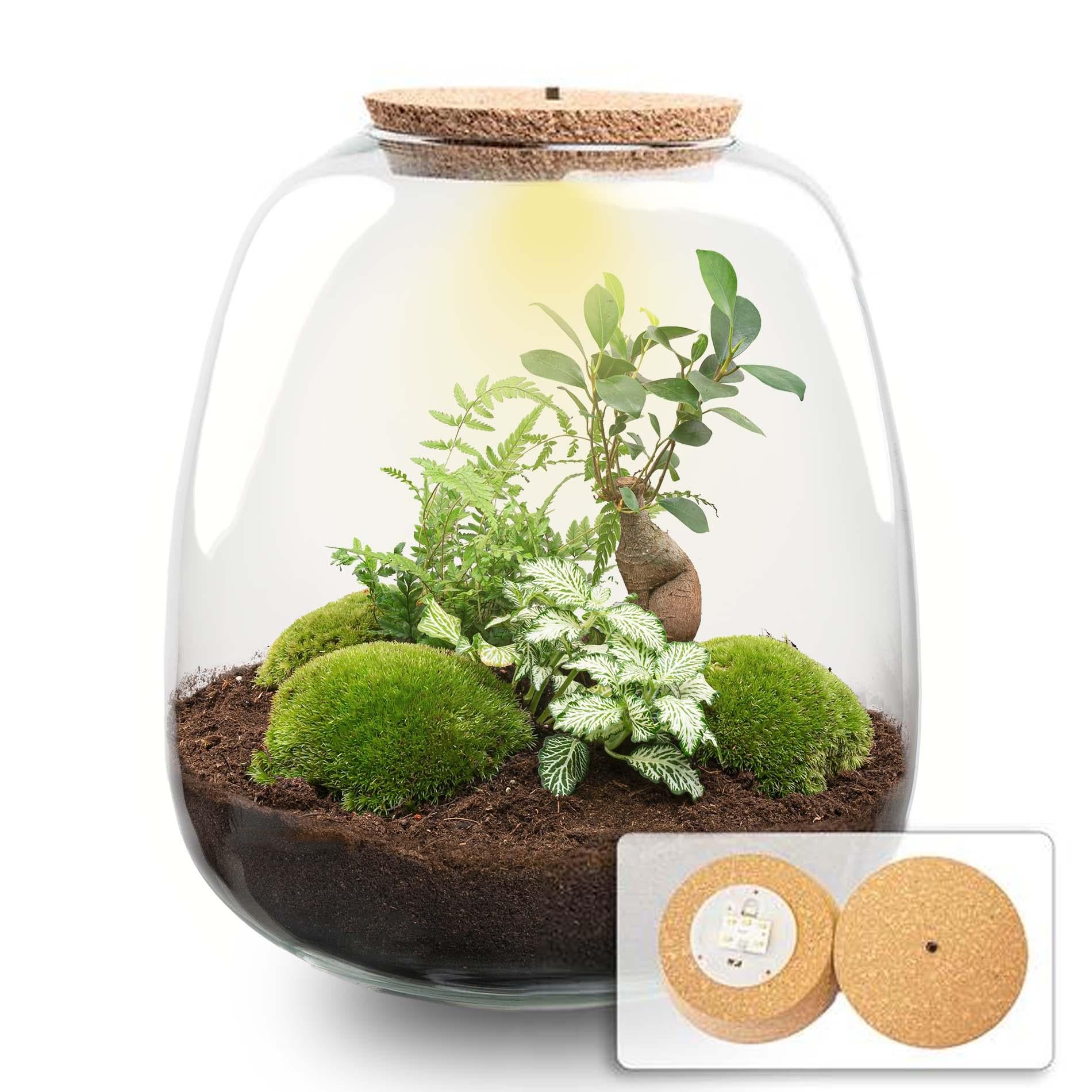DIY plantenterrarium Emma met Bonsai en LED-kurk