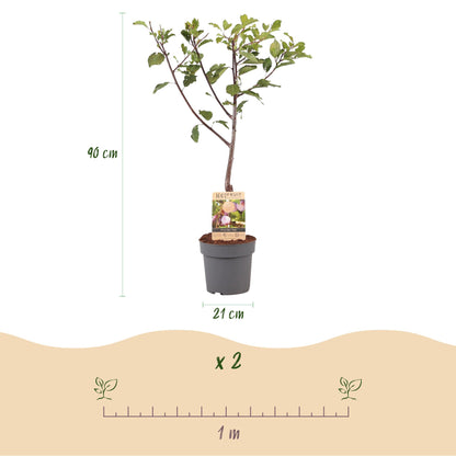 Fruitplant - Pruimen boom - Prunus domestica Opal - Geel Rode Vrucht - Pot 21cm Hoogte 90cm