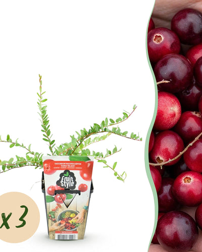 Vaccinium macrophylla Early Black – blauwe bes fruitplant – 3 stuks in pot 9 cm – winterhard, geschikt voor tuin, border en balkon, met donkerrode bessen