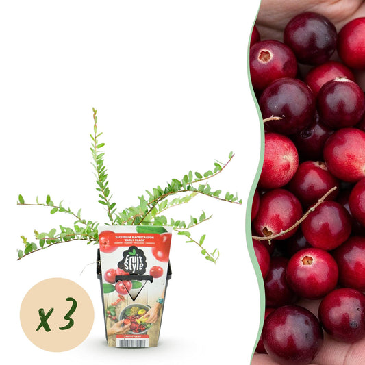 Vaccinium macrophylla Early Black – blauwe bes fruitplant – 3 stuks in pot 9 cm – winterhard, geschikt voor tuin, border en balkon, met donkerrode bessen
