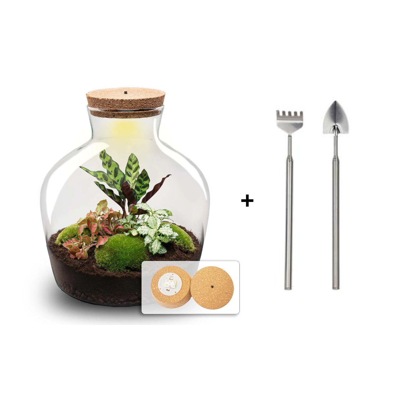 DIY Terrarium Fat Joe Rood – Ø29 x H30 cm – mini-ecosysteem met planten en mossen inclusief rake & shovel