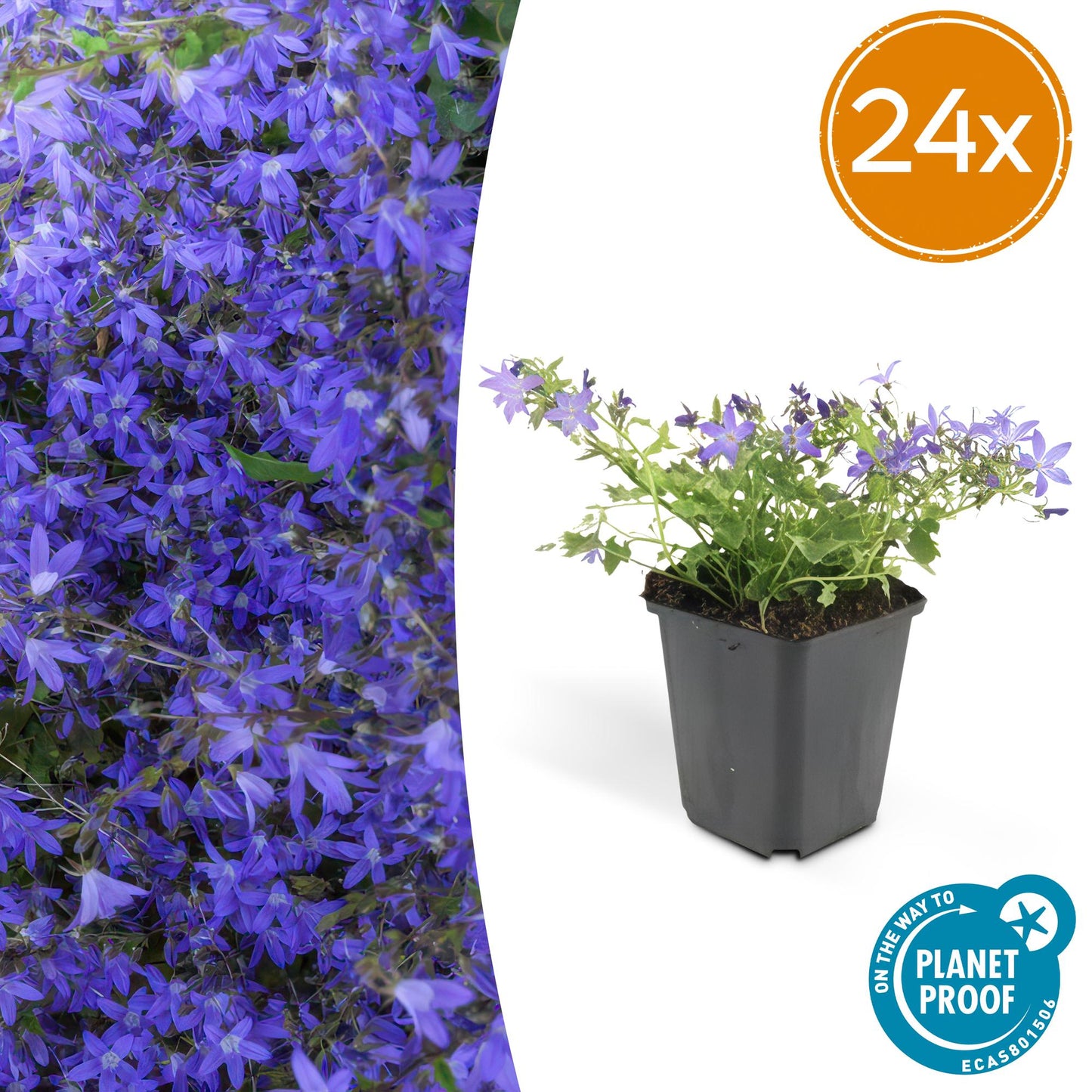 Campanula portenschlagiana ‘Stella’ met blauwe bloemen – laagblijvende bodembedekker voor zon en schaduw, ideaal voor borders en muurtjes. Bij Planttoday -Tuinplanten