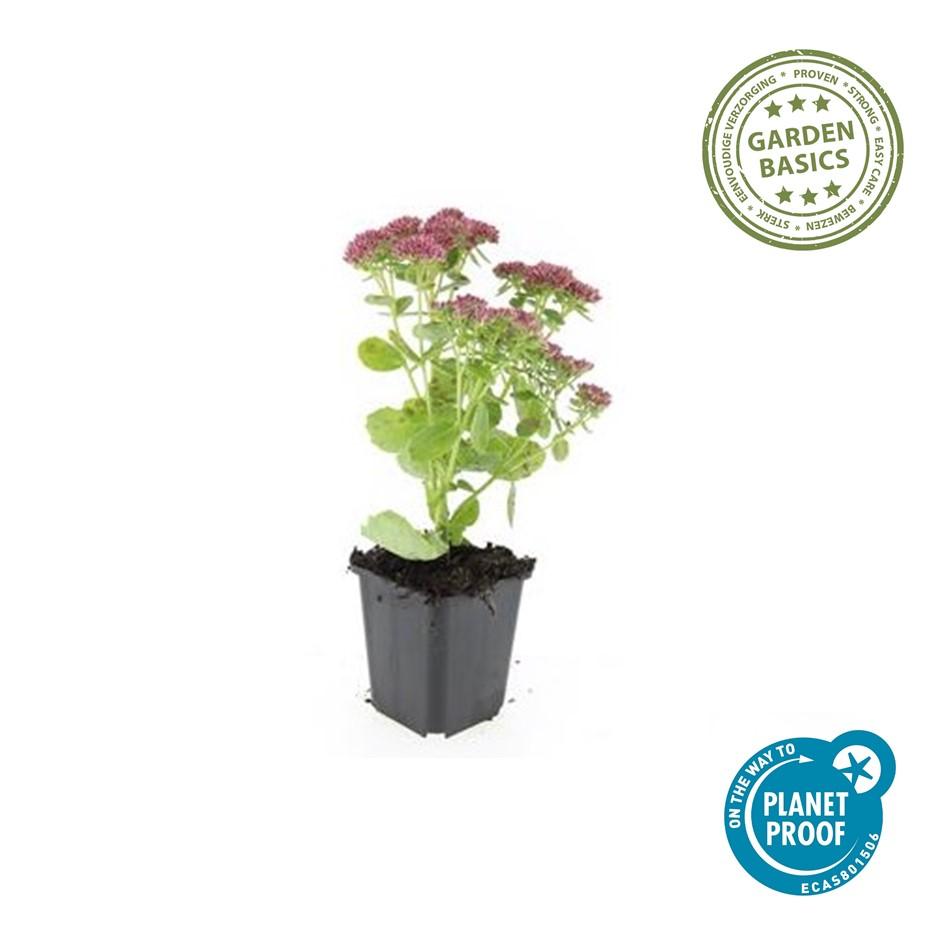 24x Sedum 'Herbstfreude' – winterharde, droogtetolerante vetplant met roze bloemen, geschikt voor bijen- en vlindervriendelijke tuinen, borders en rotstuinen. Planttoday