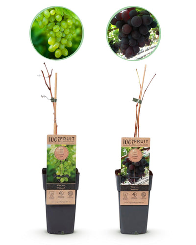 pitloze druiven zonder pit kopen
gezonde fruitplanten webshop
planttoday druivenplanten