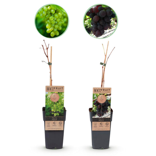 pitloze druiven zonder pit kopen

gezonde fruitplanten webshop

planttoday druivenplanten