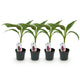 4 x Fruitplant | Bananen plant | Musa sikkemensis Red Tiger