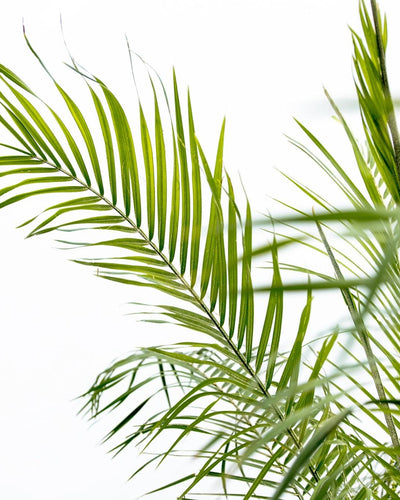 Phoenix Roebelenii op stam | Kamerplant - Planttoday