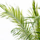 Phoenix Roebelenii on trunk | Houseplant