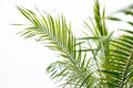 Phoenix Roebelenii op stam | Kamerplant - Planttoday