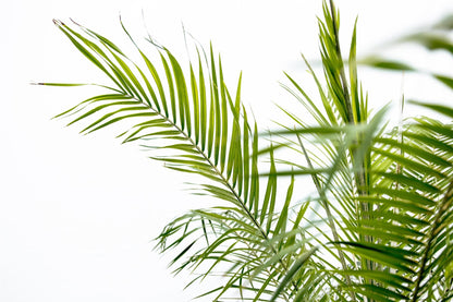 Phoenix Roebelenii op stam | Kamerplant